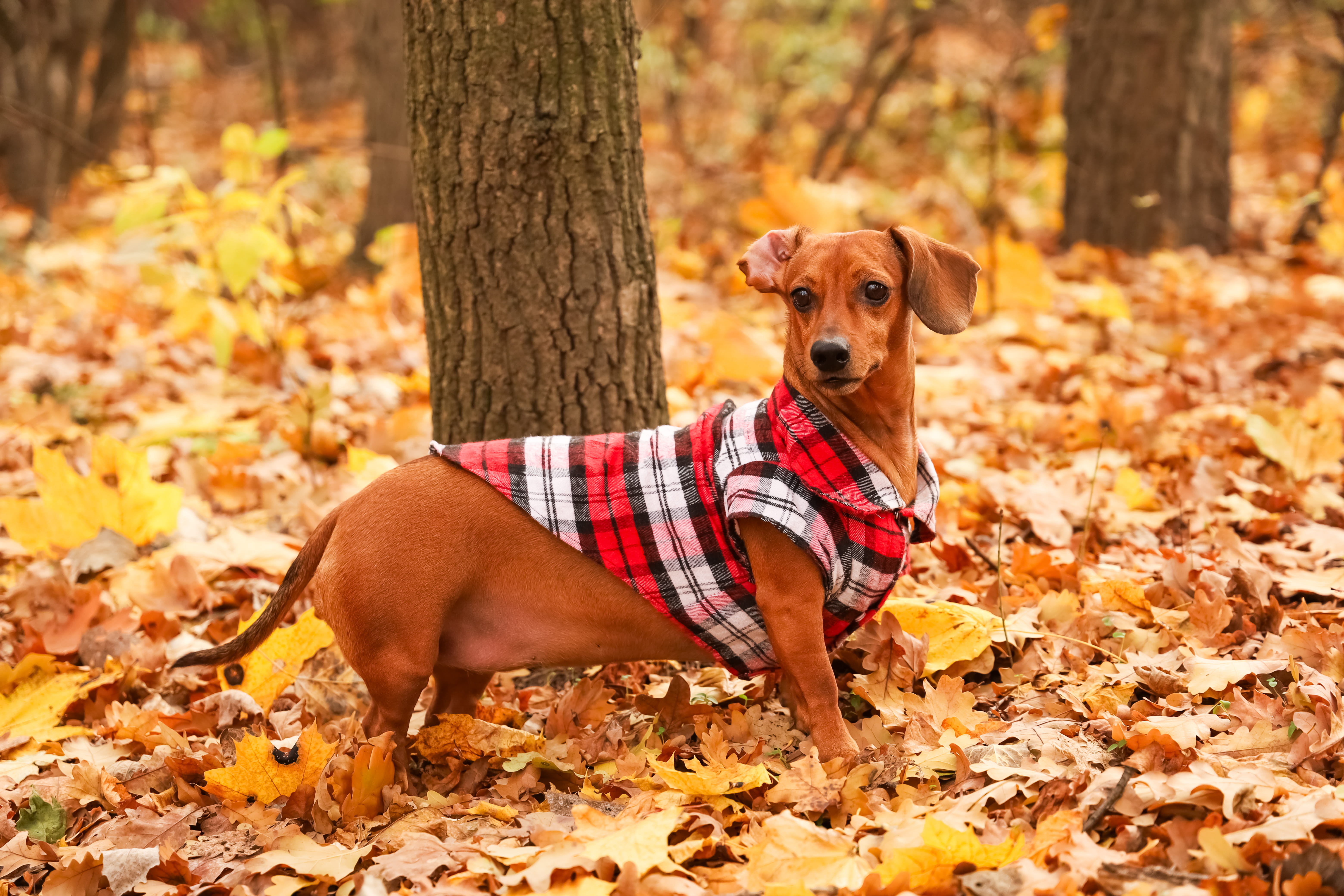 Moda casual para pets
