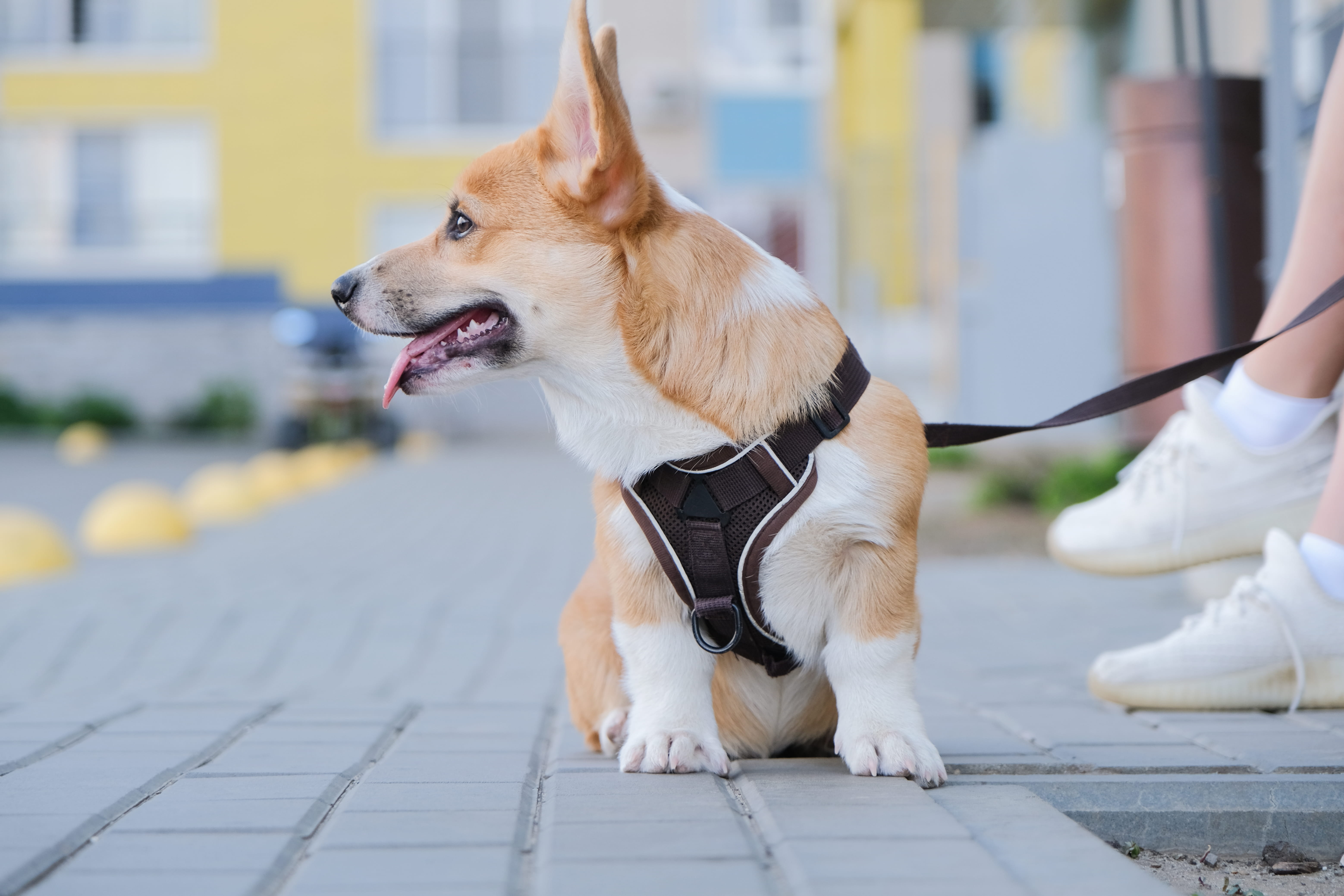 Moda esportiva para pets