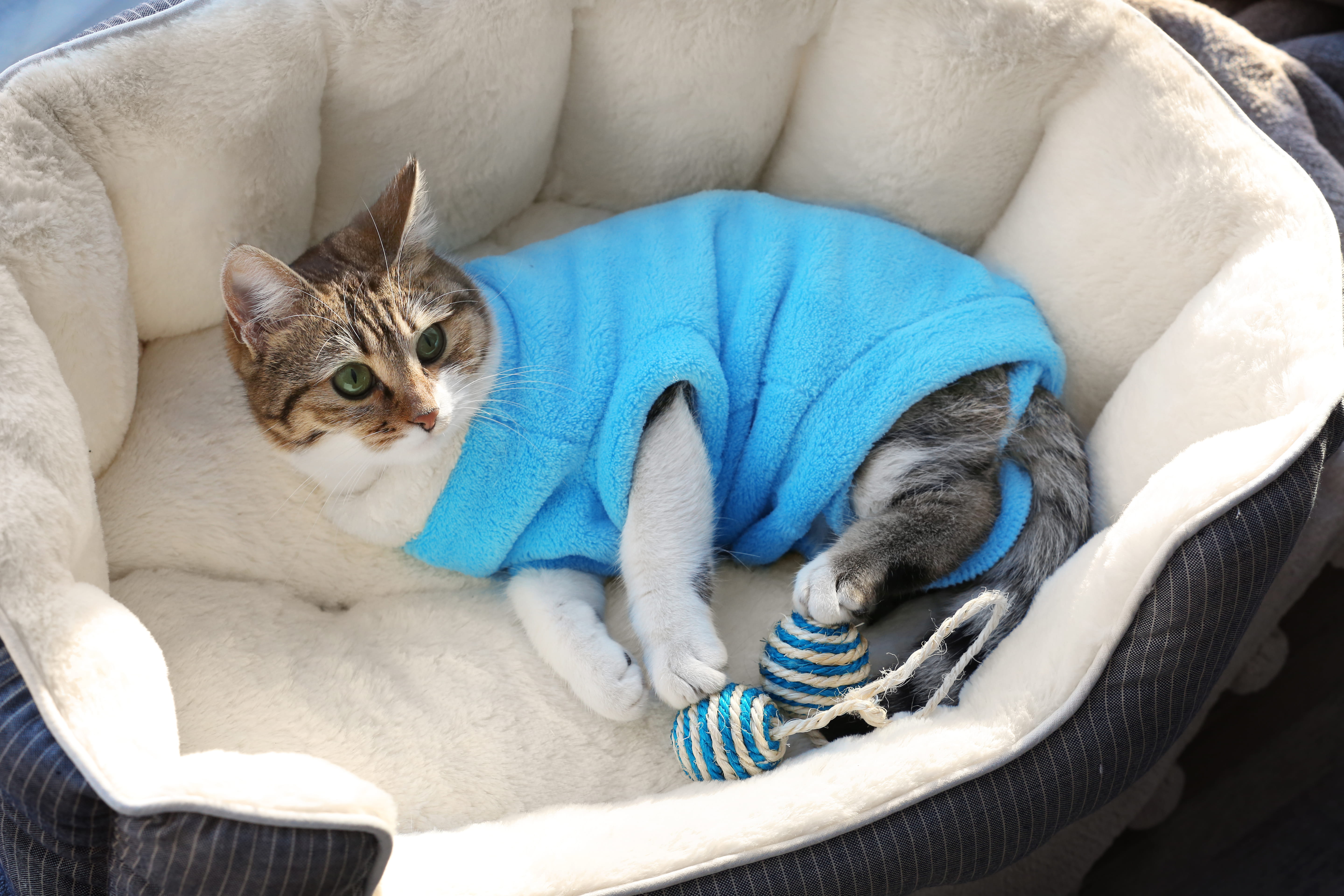 Pijamas para pets