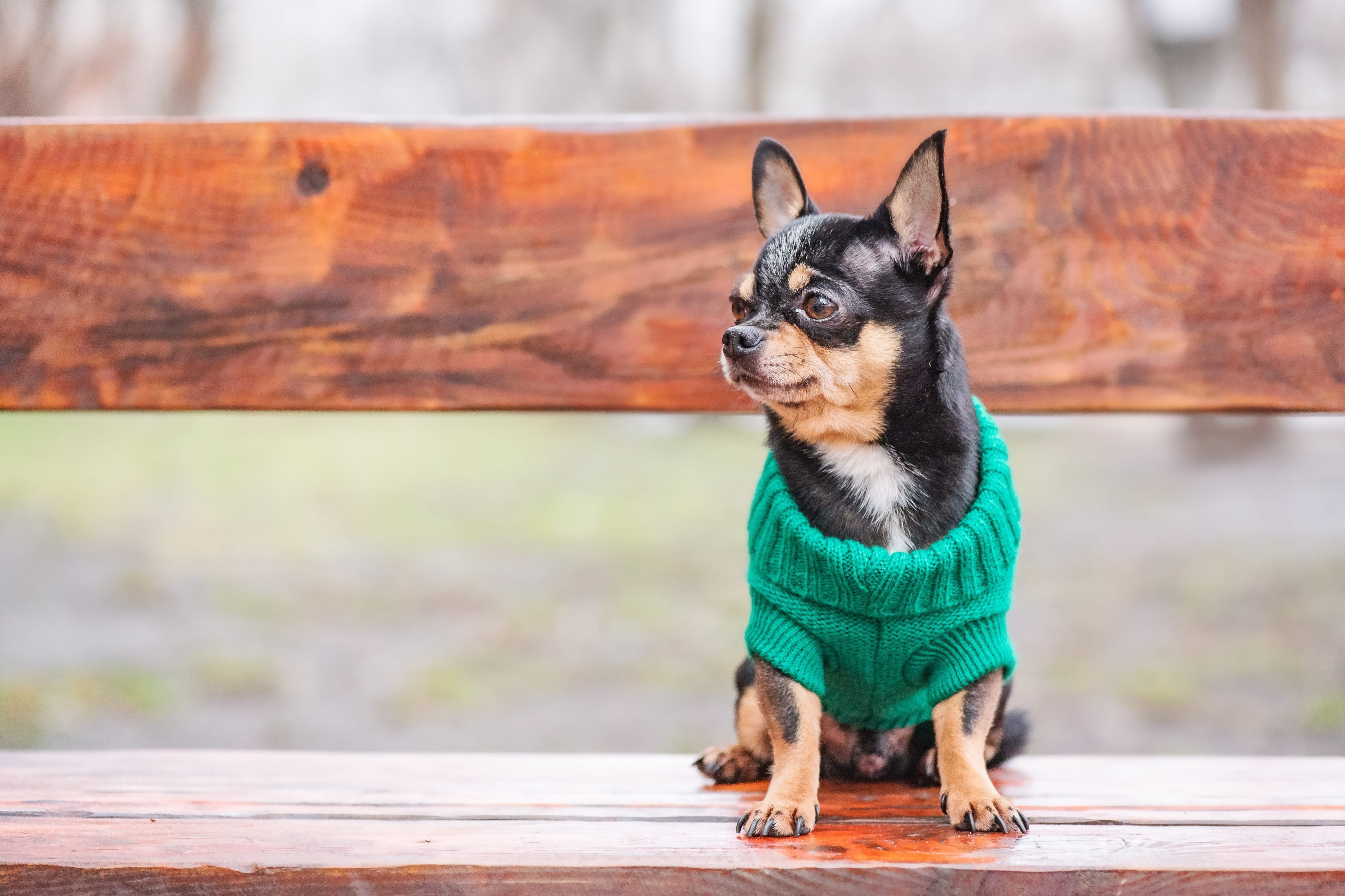 Moda social para pets